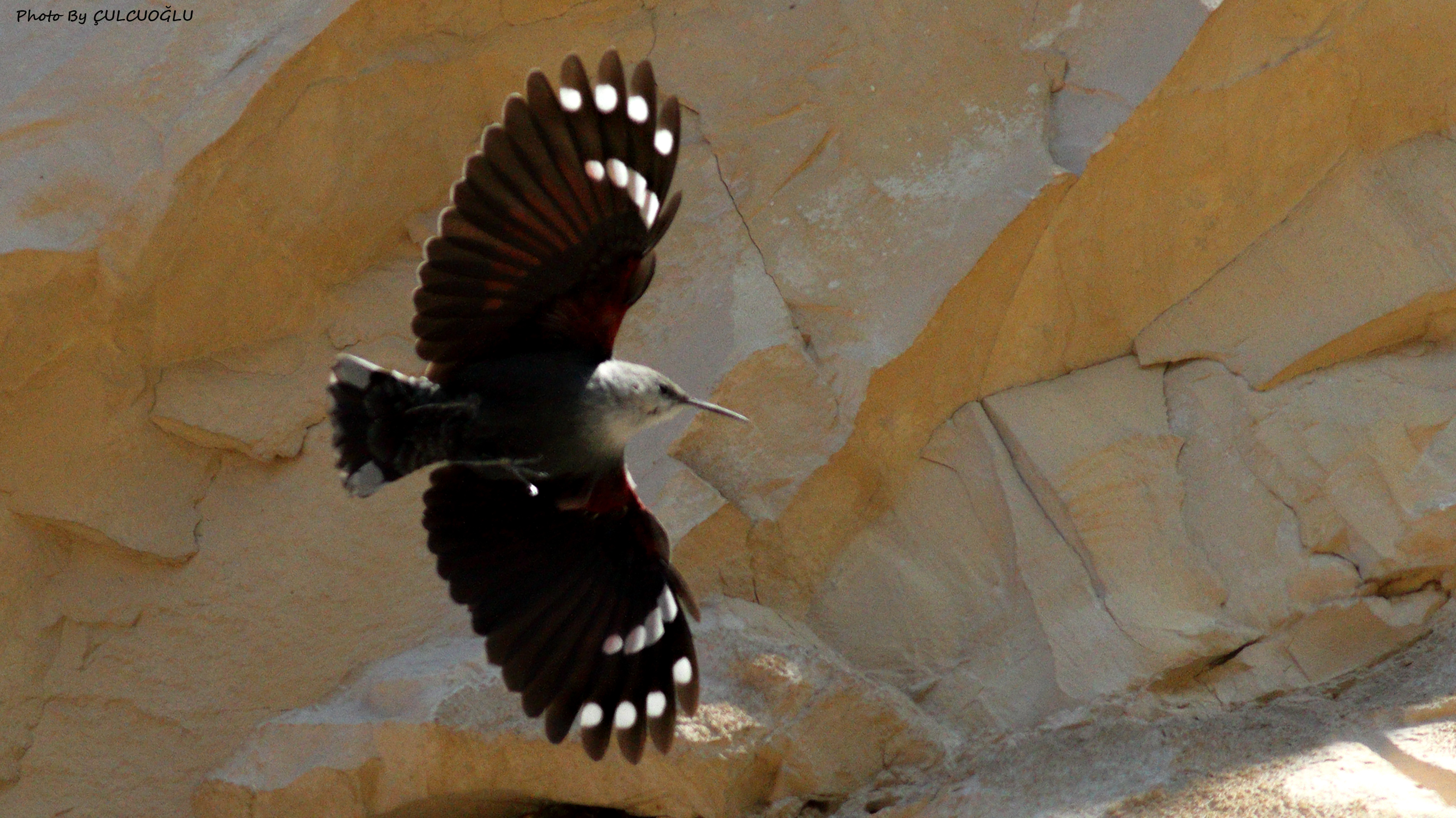 Wallcreeper